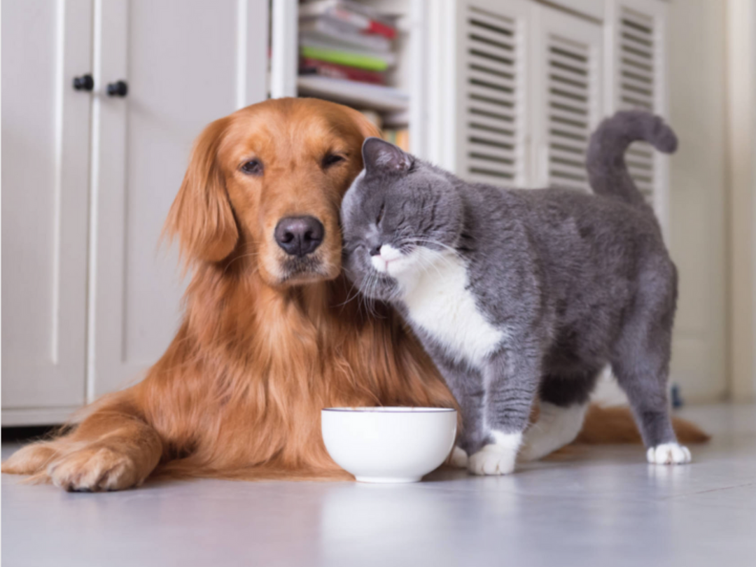 Pet Sitting