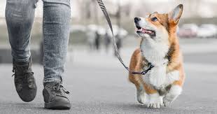 Pet Walking Services